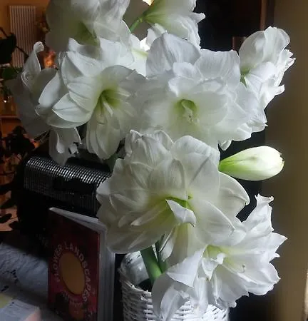 Oro Di Berta * Portula