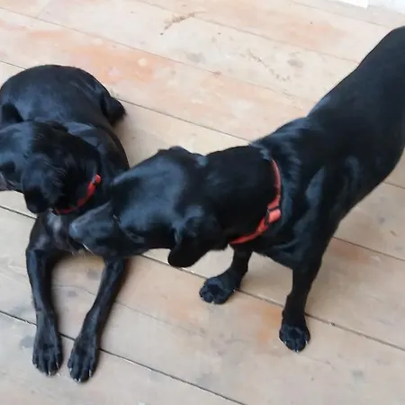 Oro Di Berta * Portula